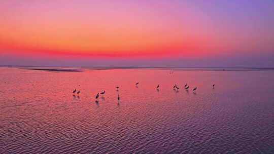 夕阳下浅滩上的鸟类群像