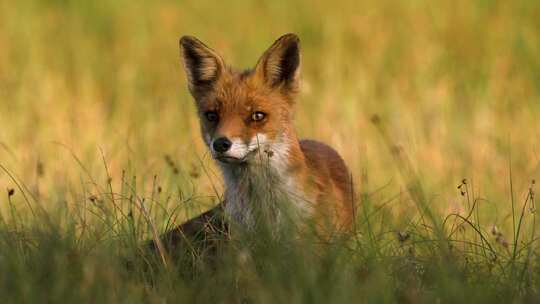 草地上的幼年红狐特写