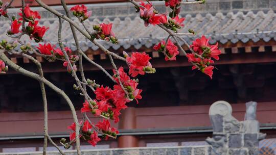 春风中摇曳的木棉花和古建筑