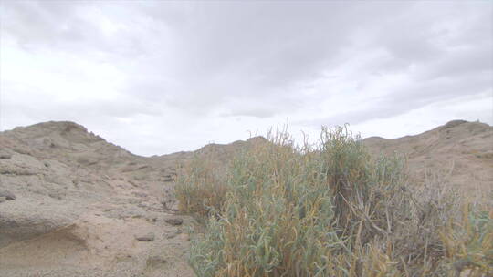 内蒙古 沙漠中的植物 戈壁 山丘 沙丘 组镜