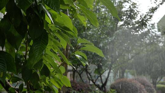 下雨天雨水击打的树叶