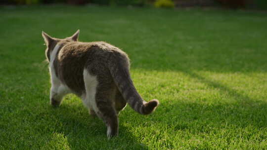 在郁郁葱葱的草坪上散步的猫
