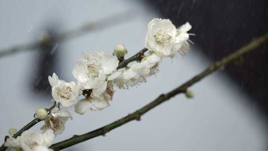5K-绽放的白梅花，滴落在梅花上的水珠