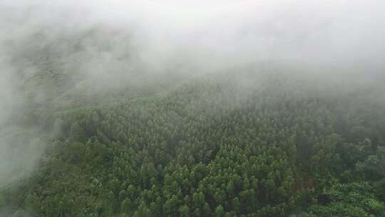 雾气笼罩的茂密山林全景