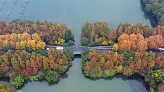 杭州西湖杨公堤秋季风光