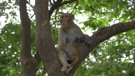 猴子坐在树上张望