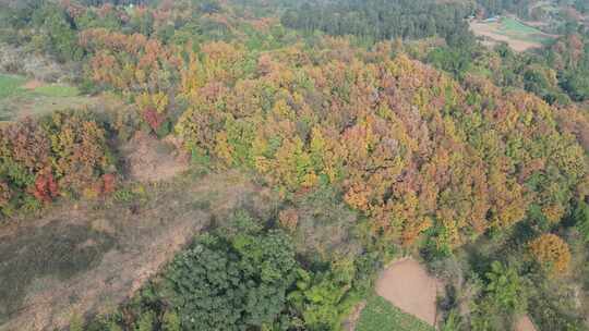 四川德阳罗江区附近山林秋色