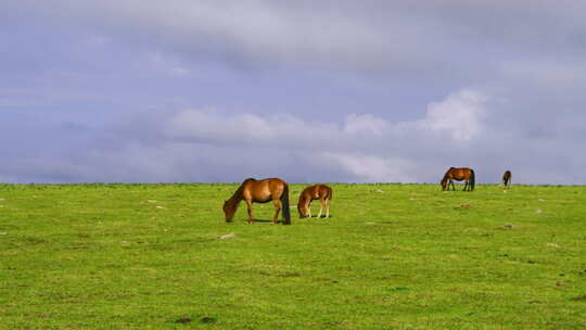 克什克腾旗达达线草原上的马吃草