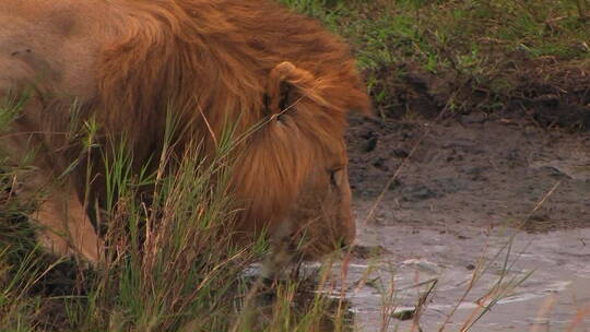 非洲狮子喝水特写
