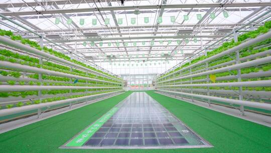 科技农业-现代化的温室大棚-蔬菜生菜种植视频素材模板下载