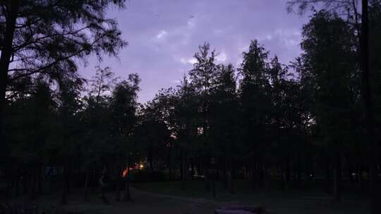 夜景树林里