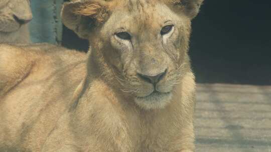 郴州东湖动物园威严的母狮子