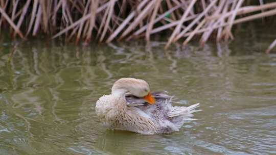 一个鸭子在水中清理羽毛