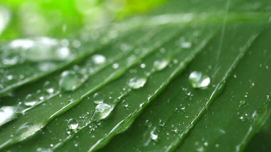 绿叶植物上滴落的雨珠
