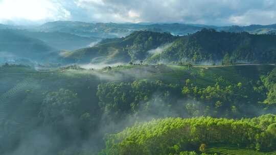 航拍茶山