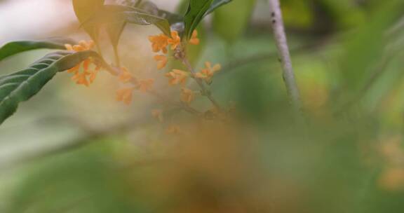 秋天微风桂花盛开微距特写空镜