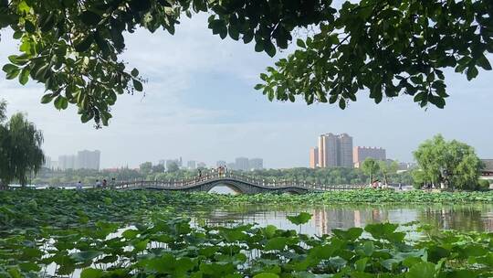 济南5A级景区大明湖，夏季荷花盛开风景怡人