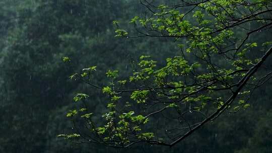 春天雨季雨滴树林树叶升格空镜