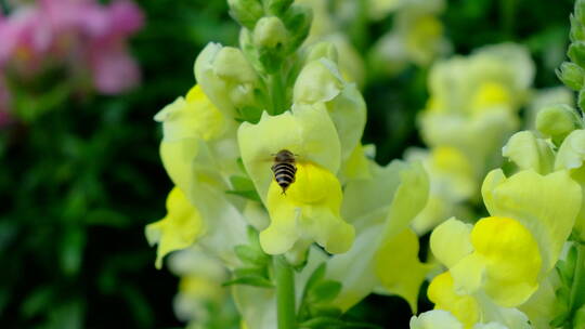 蜜蜂飞舞采花粉采蜜 金鱼草花丛中视频素材模板下载