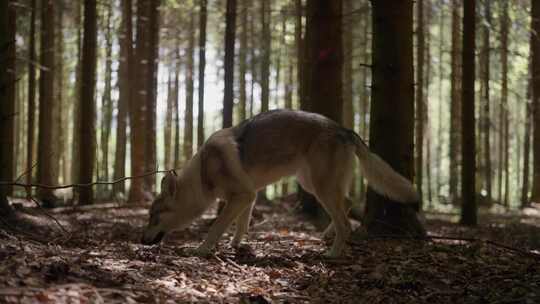 野生，猎狼犬，森林，林地