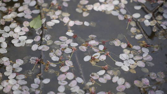 樱花飘落