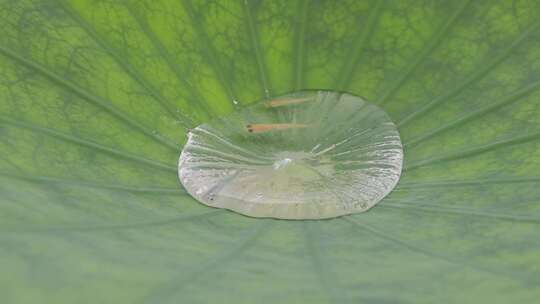 雨水嘀嗒莲叶水珠里的小锦鲤，微距特写