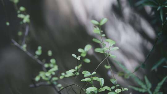 水面涟漪绿植景观微缩景观园艺园林艺术绿化