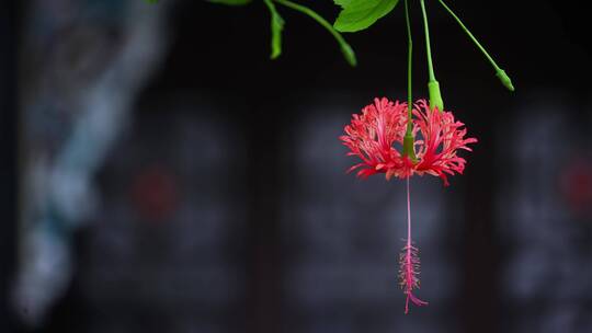 吊顶扶桑花特写