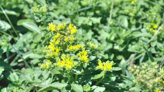 农村生活农家小院绿色植物