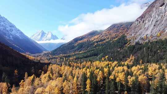 川西阿坝四姑娘山双桥沟景区的秋天景色