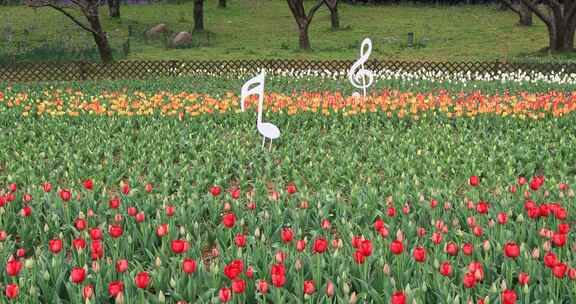 春天苏州上方山公园鲜花盛开