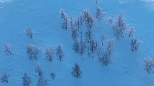 航拍疏林雪原白雪皑皑