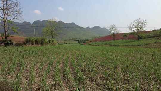 云南山区耕地农业种植