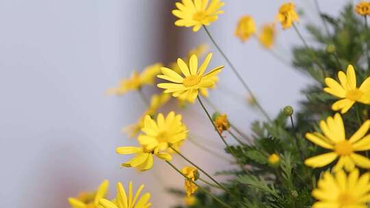 东湖绿道 花花草草 人