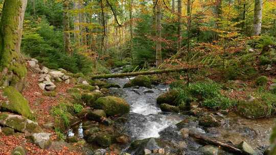 秋天树林溪流