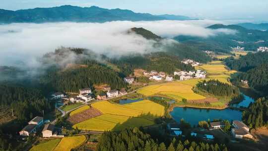 贵州秋分乡村稻田云海丰收航拍视频