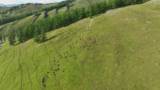草原天然牧场羊群