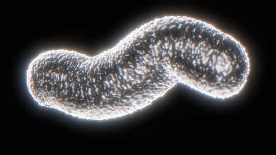 细菌医学宏观寄生虫科学生物学循环