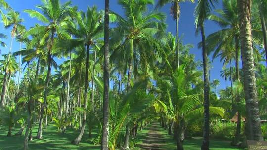 岸边椰子树林