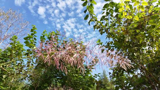 秋季植物芦苇花特写实拍