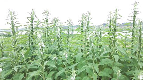 芝麻种植视频素材模板下载