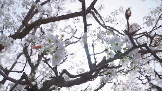 阳光透过梨花树枝