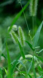 生机勃勃的狗尾巴草