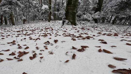 冬天森林树林积雪下的树叶特写