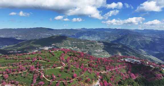 无量山樱花谷 春天最先到达的地方