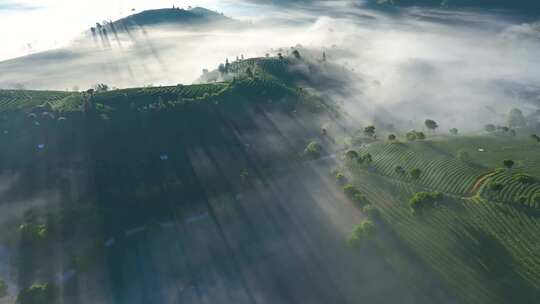 唯美茶山云海日出