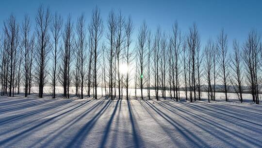 呼伦贝尔雪原防风林带夕阳雪景