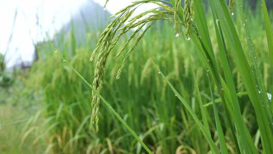 成熟的稻穗水稻特写雨露水珠田野