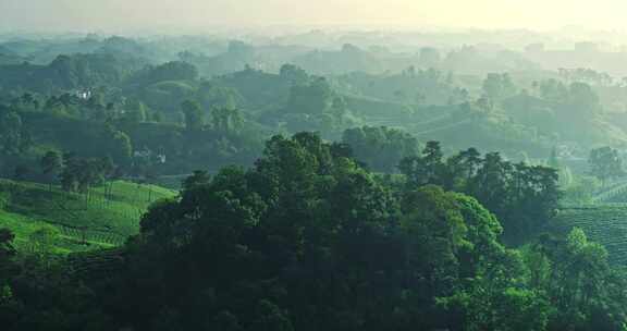 茶园茶山美丽乡村