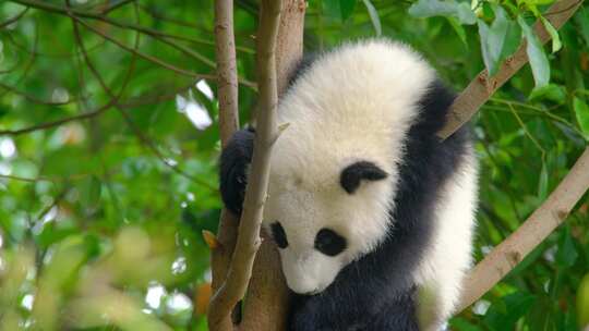 熊猫宝宝挂在树上睡觉视频素材模板下载